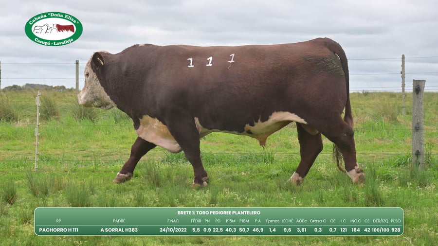 Lote TORO PEDIGREE PLANTELERO