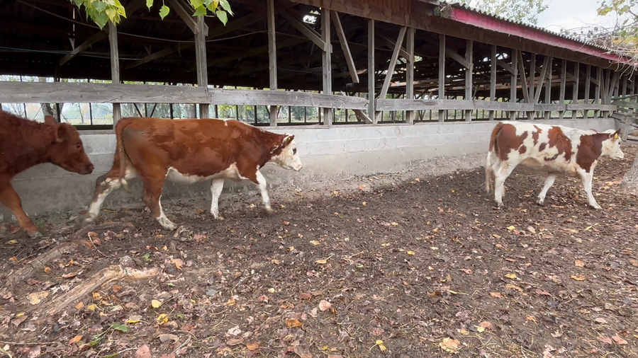 Lote 40 Vaquilla Engorda en Chillán, XVI Región Ñuble