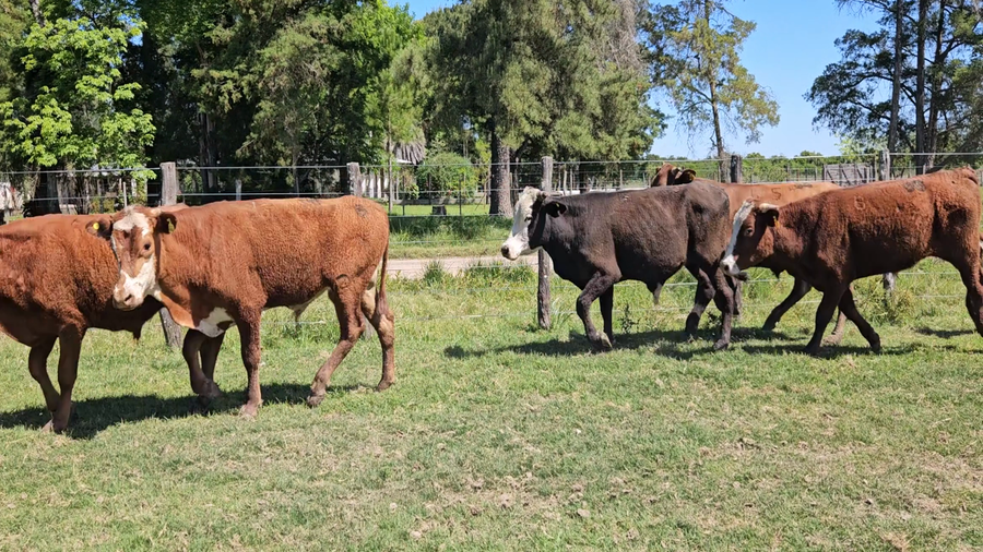 Lote 60 Terneros