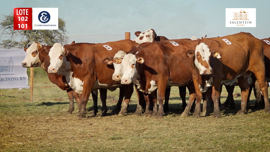 Lote LOTE 102/101 - VACAS BRAFORD GENERALES NUEVAS (S`15,16,17) PREÑADAS SERVICIO NATURAL