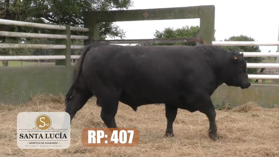 Lote Angus