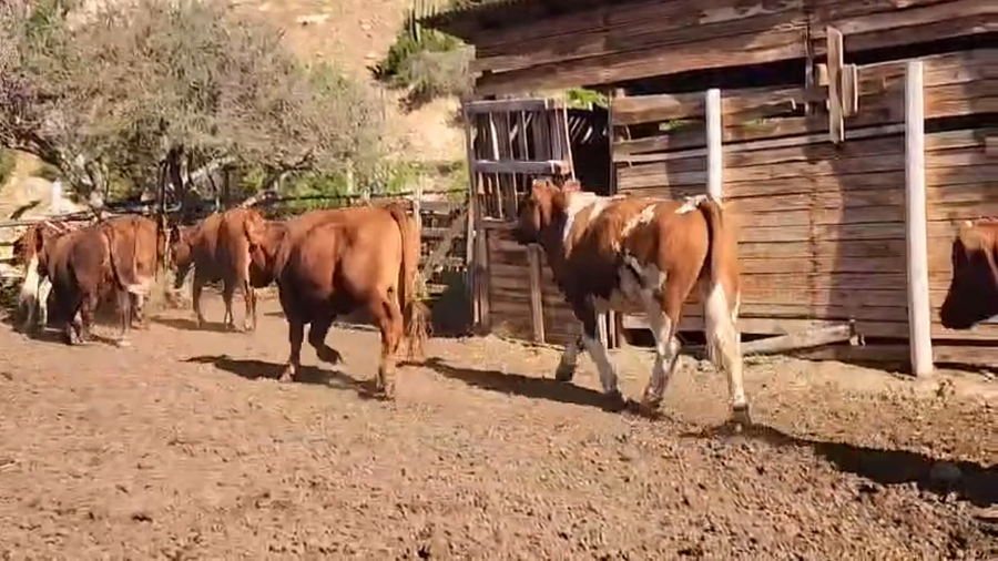 Lote 60 Novillo Engorda en Los Vilos, IV Región Coquimbo