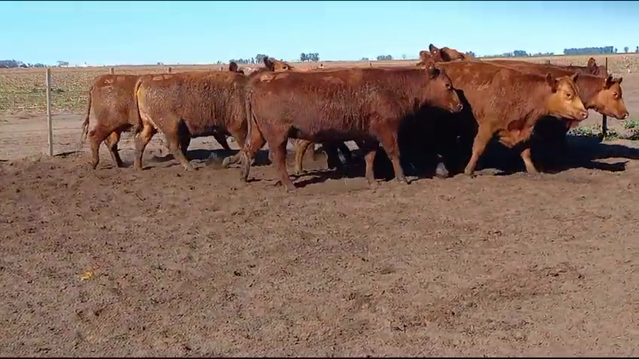 Lote LA PROMETIDA DE SANTA YVONE: 10 vaquillonas AAC  M.A.S