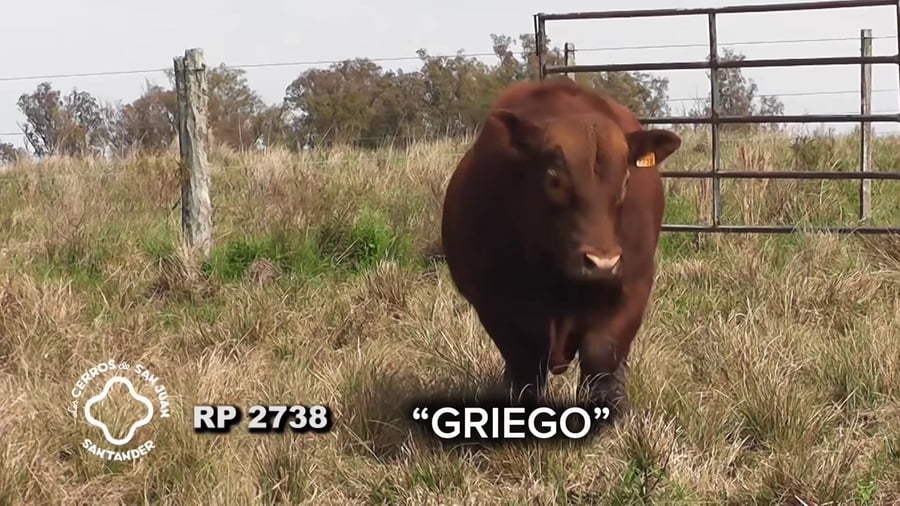 Lote Toro Red Angus SA de 3 años