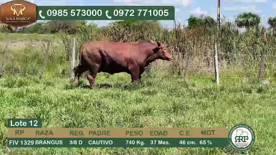 Lote Toros BRANGUS a remate en 34º Feria especial de reproductores e invernada, Ñeembucú