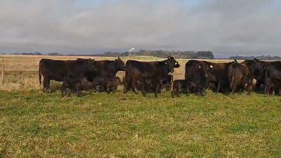 Lote 19 Vacas Preñadas y Paridas
