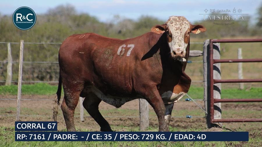 Lote Toro Braford
