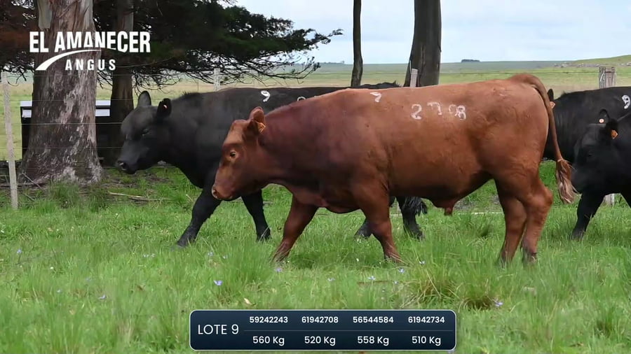 Lote Toros SA