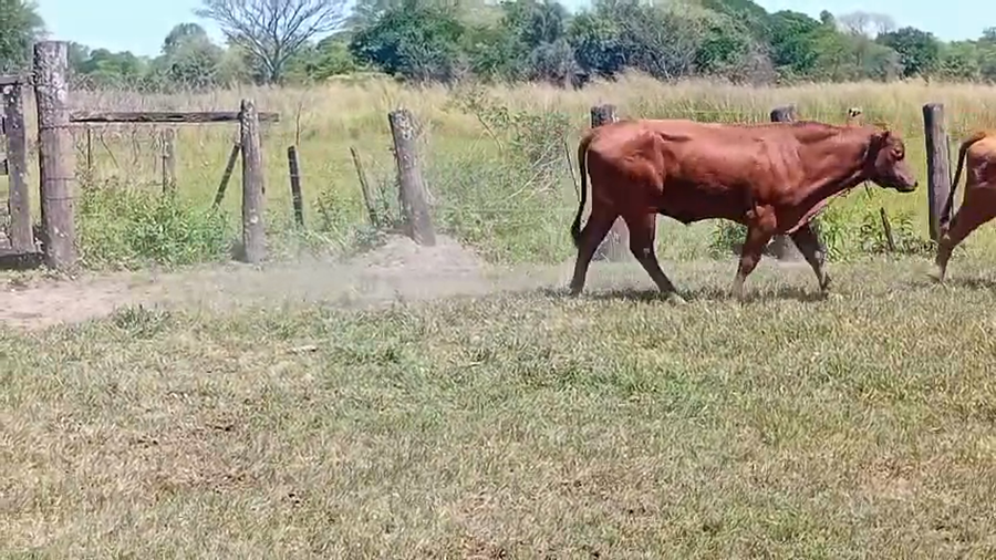 Lote 10 Novillos en Chaco, Laguna Blanca