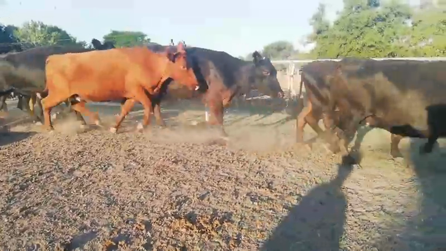 Lote 35 Vacas de invernar en Federal, Entre Ríos