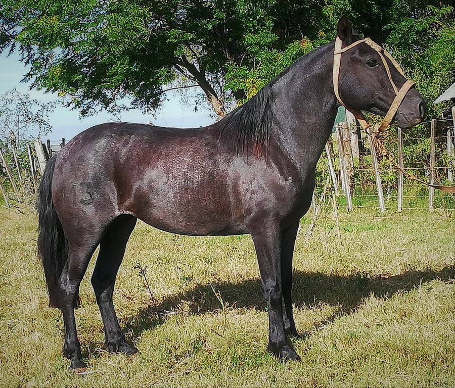 Lote 113 - Doña Flor