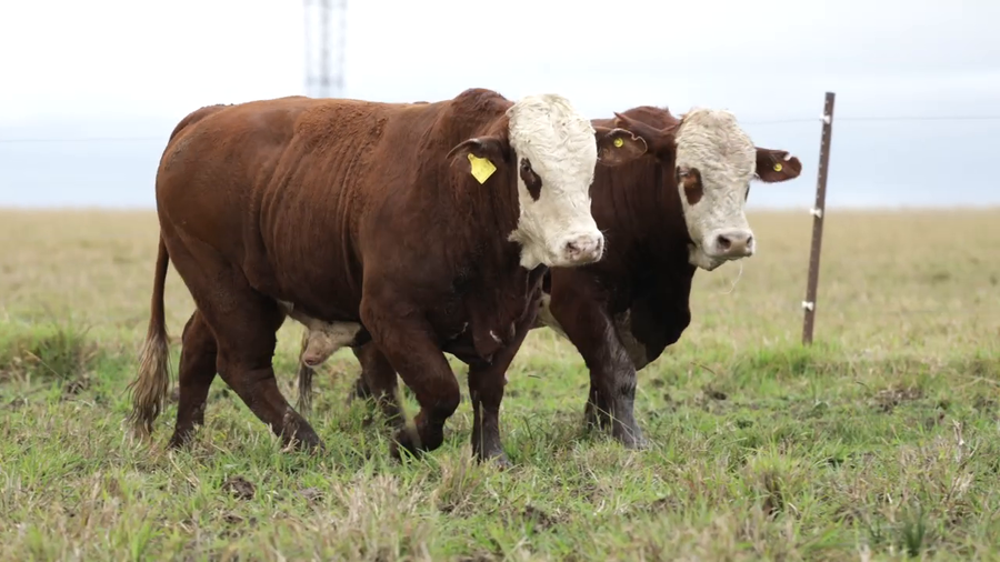 Lote Toros