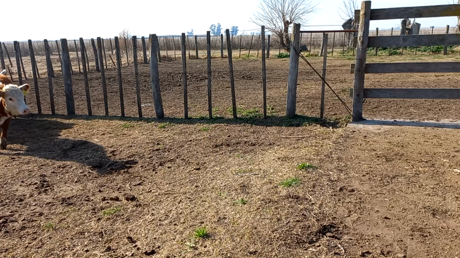 Lote 50 Terneras en Daireaux, Buenos Aires