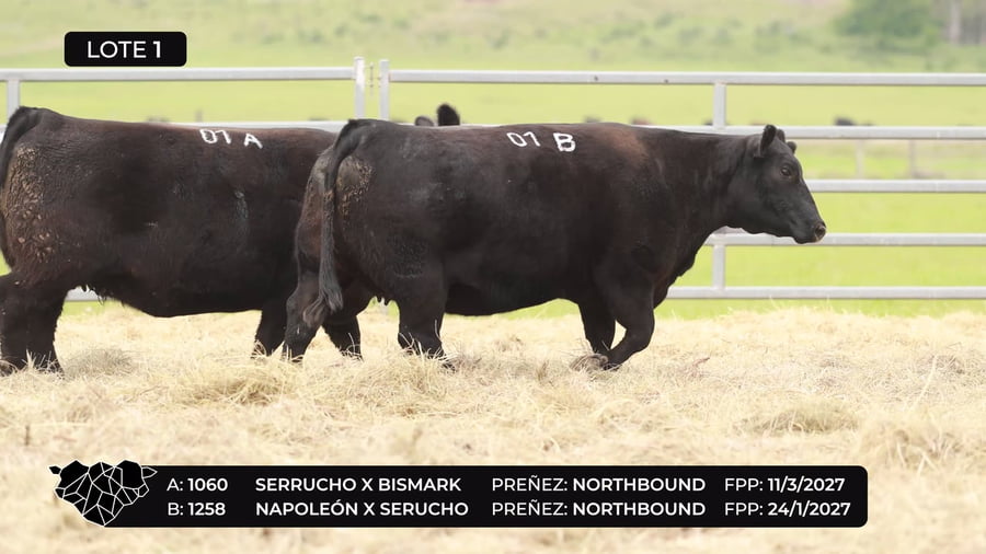 Lote Lote 01-A