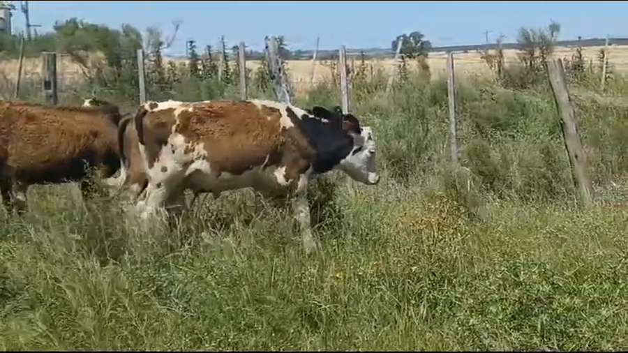Lote (Vendido)4 Terneros 3 NO/ HE - 1 NO/ HO a remate en #39 Pantalla Carmelo 150kg -  en COLONIA LARRAÑAGA