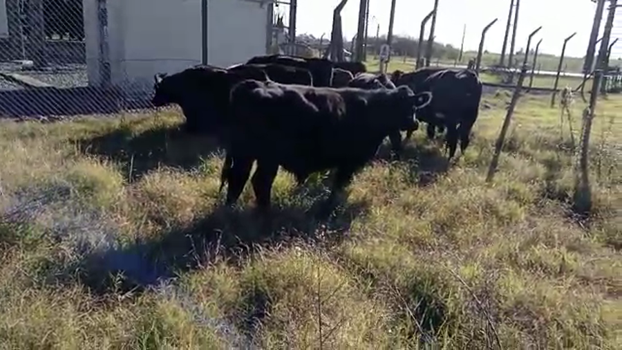 Lote 8 Novillos angus y cruza a remate en 4to remate ENTRE MARTILLOS 290kg -  en rafael peraza