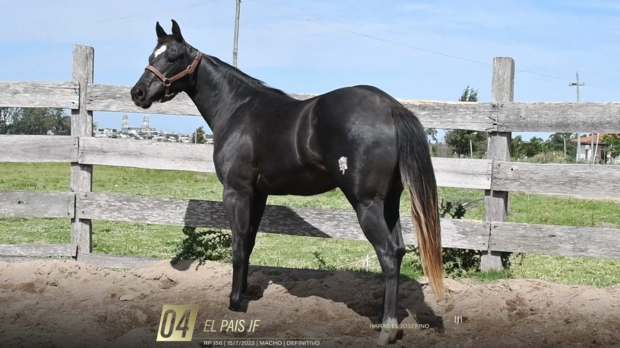 Lote Yeguarizos a remate en 6° Remate Especial de Velocidad, Montevideo