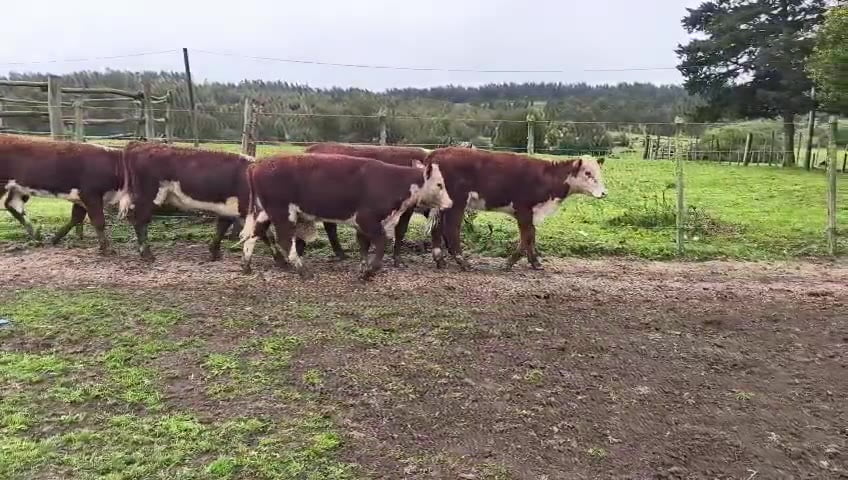 Lote LA PELONA