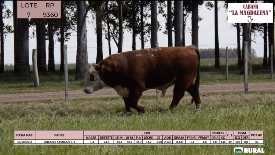 Lote Toros POLLED HEREFORD PI RP 9360 9450 9508