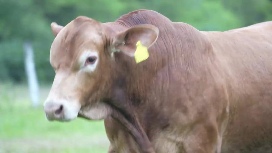 Lote Toro