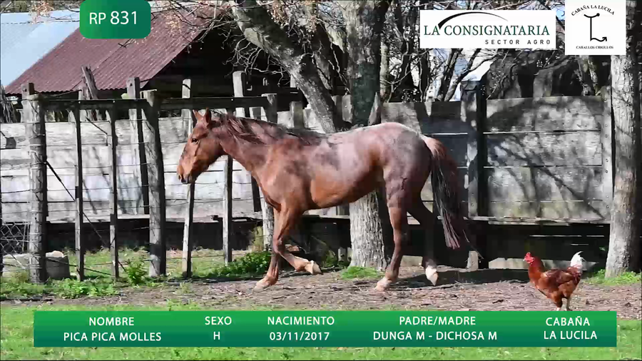 Lote PICA PICA MOLLES