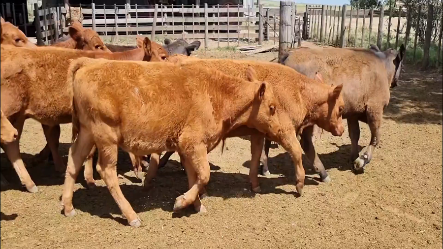 Lote 117 Terneras en Tornquist, Buenos Aires