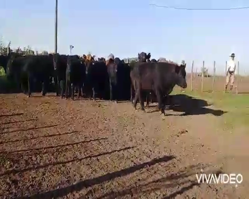 Lote 70 Terneros en Saladillo, Buenos Aires