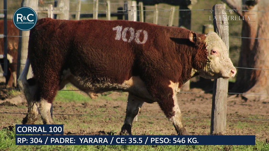 Lote Toro Hereford