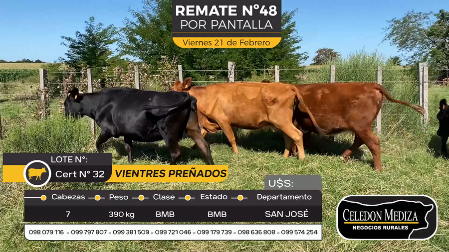 Lote 7 Vientres Preñados en Otra Localidad, San José