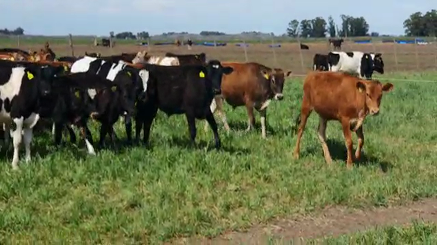 Lote 150 Terneros en Tandil, Buenos Aires