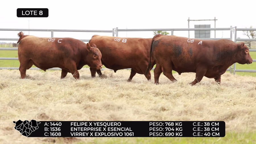 Lote Lote 8