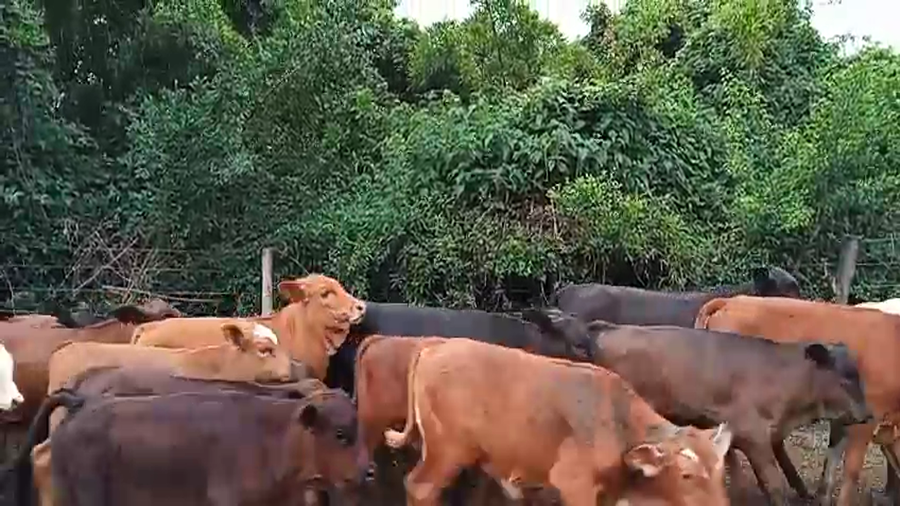 Lote 120 Terneros/as