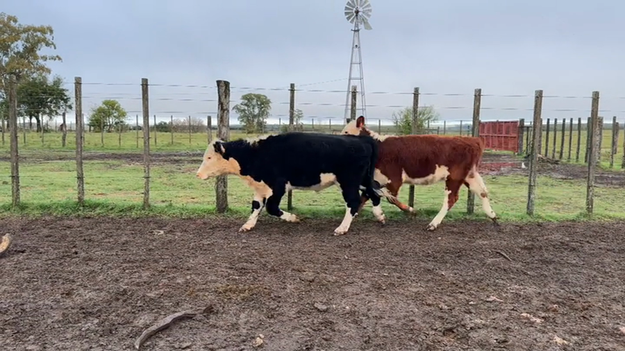 Lote TERNEROS Y TERNERAS