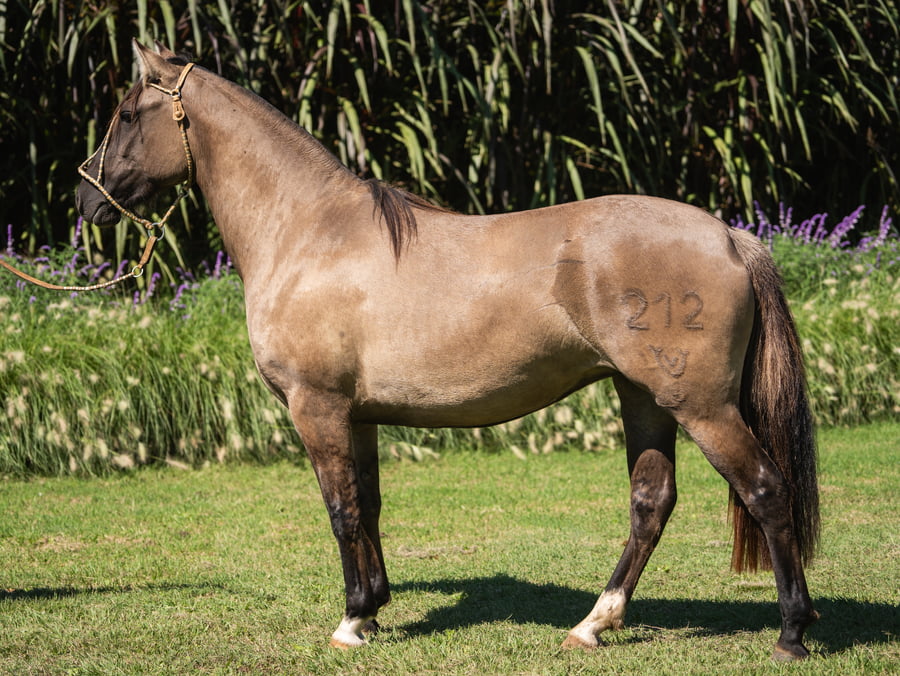 Lote Guirita Jarilla
