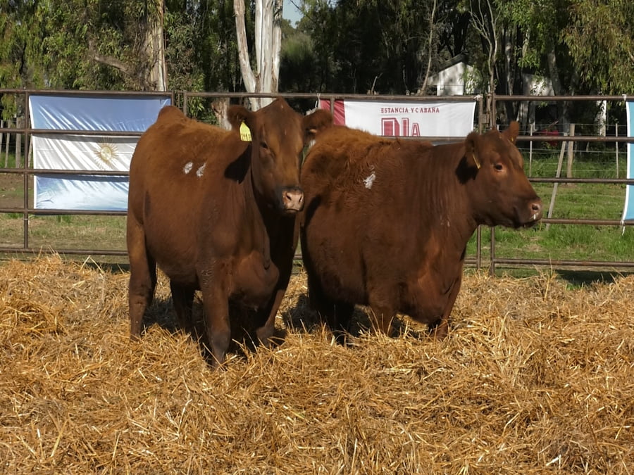 Lote VAQUILLONAS ANGUS  PP
