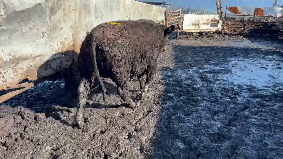 Lote 22 Novillo Gordo en Mostazal, VI Región O'Higgins