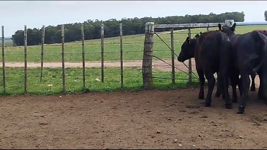 Lote Sierra de los Olivos
