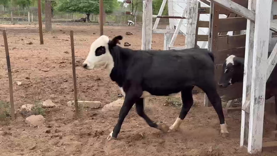 Lote 63 Terneros/as