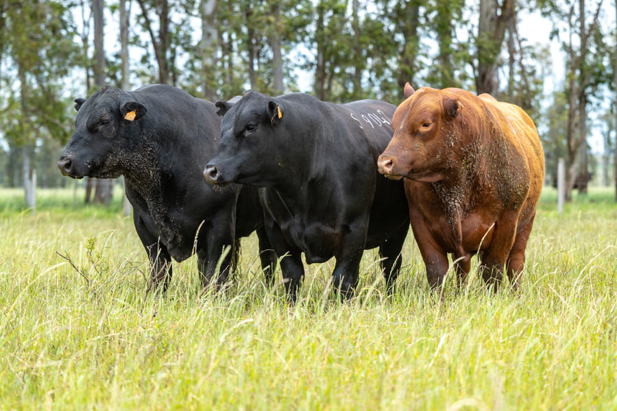 Lote Lote 5 Toros sa 3 Años