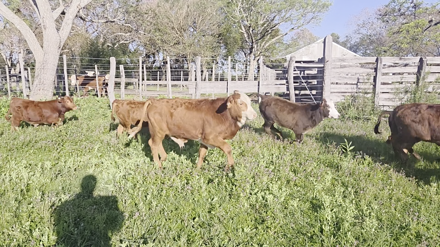 Lote 50 Terneros/as en Corrientes, San Cosme