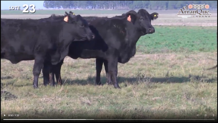 Lote 10 Vacas Brangus Negras Preñadas - Santa Anita, Entre Rios