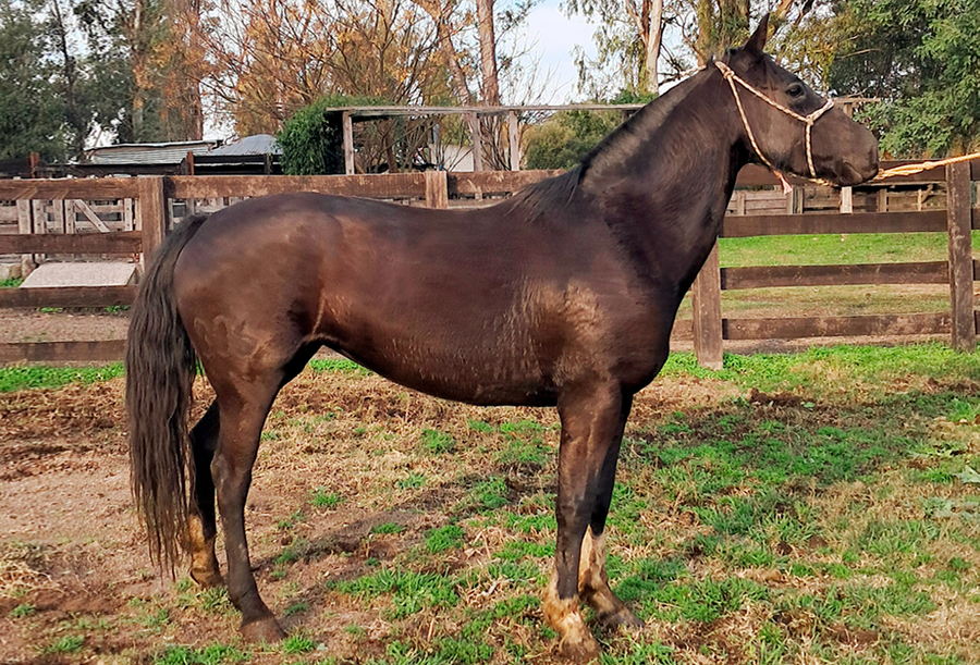 Lote Serrana Bordona