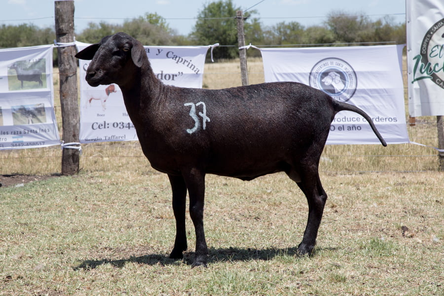 Lote OVINO STA. INES HEMBRA PPC