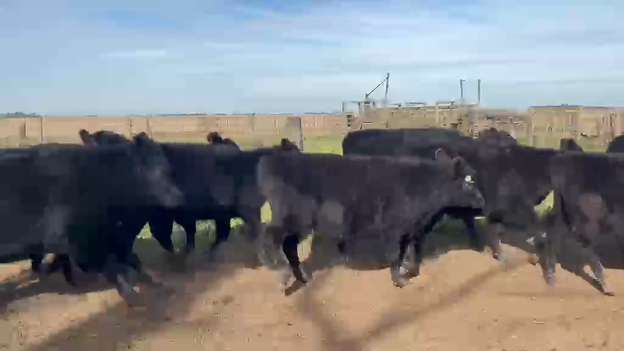 Lote 35 Terneras