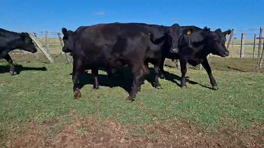 Lote NOVILLOS