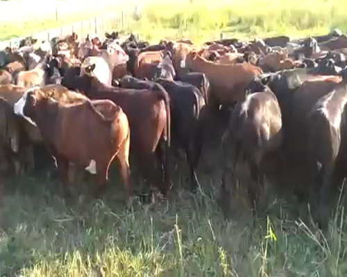 Lote 195 Novillitos en Pirané, Formosa