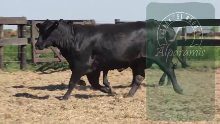 Lote Vaquillona preñada
