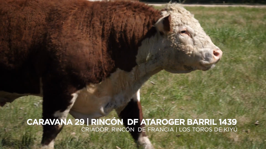 Lote RINCÓN DF ATAROGER BARRIL 1439