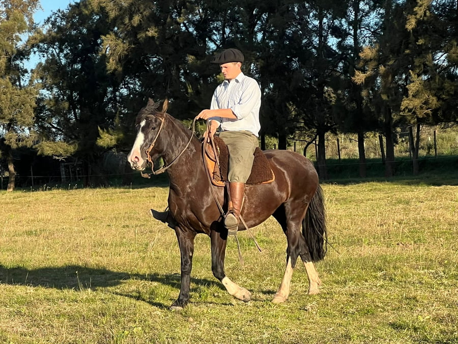 Lote Yegua de 5 Años