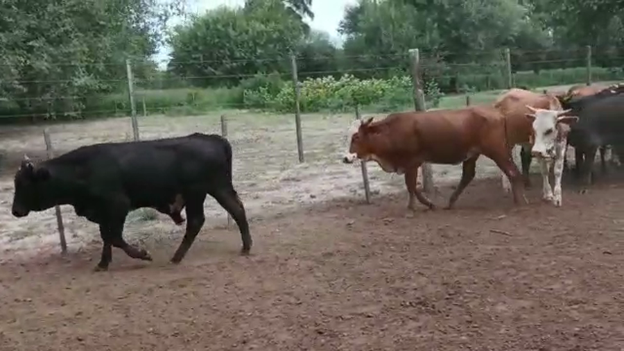 Lote 60 Novillitos y vaquillonas en Monte Quemado, Santiago del Estero